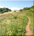 Path across scrub land