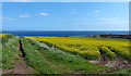 Farmland on the edge of Eyemouth