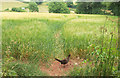 SX8464 : Pheasant, Weekaborough by Derek Harper