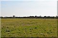 Pasture by Royal Military Canal