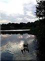 Ducks on Wall Pond