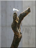 SE3320 : Gull on a tree trunk, Wakefield by Rudi Winter