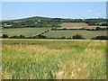 Field of barley at Bosence Farm