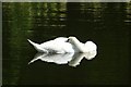 SP3152 : A sleeping swan by Philip Halling