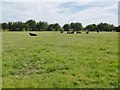 Mullaghboy, cattle grazing