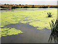 TF2210 : Algae on The River Welland near Crowland by Richard Humphrey