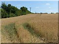 Wheat field off Dry Pot Lane