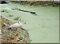 A Mute Swan on the banks of the Duckweed covered Newry Canal