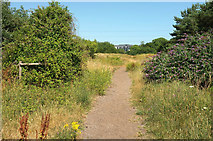 SX9066 : Path, Nightingale Park by Derek Harper