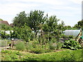 Allotments south of Island Farm Road (2)