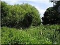 Footpath by the Dead River west of Approach Road (2)