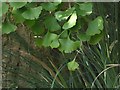 Leaves of the Maidenhair Tree