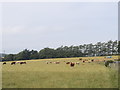 Cows by the road