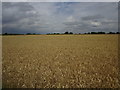 SE6235 : Wheat field north of Ings Lane by Jonathan Thacker