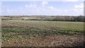 Oilseed rape, Billingsley Hall