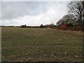 Field near the hedge