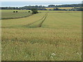 NO7969 : Tramlines in wheat crop at Tullo of Benholm near Laurencekirk by ian shiell