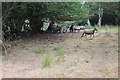 Sheep in Silent Valley Local Nature Reserve