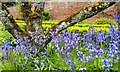 Bluebells at Hill Court