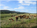 Cattle by the B9002