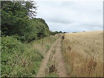 SX6845 : Avon Estuary Walk between wood and field by David Smith