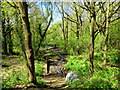 Wivenhoe woods