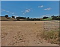 Parched fields at Hills Farm