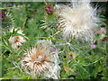 Thistle seedheads