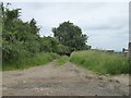 Overgrown track north of Nympsfield Road