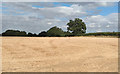 Recently Harvested Field, nr Great Oxney Green, Writtle
