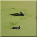 A coot and child