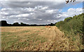 Field near Skeggs Farm, Writtle