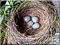 SO6020 : Blackbird's nest by Jonathan Billinger