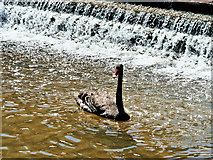 SX9676 : Black Swan on Dawlish Water by David Dixon