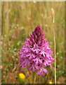 SX9066 : Pyramidal orchid, Nightingale Park by Derek Harper