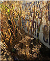 SX9066 : Withered weeds, Hele Road by Derek Harper
