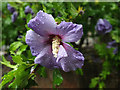 Hibiscus, Dartington Cider Press Centre