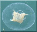 NM8529 : Common Jellyfish (Aurelia aurita) with creamy-yellow mass by Rob Farrow