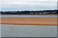 SX9880 : Exmouth Nature Reserve, Seabirds on Bull Hill Sands by David Dixon