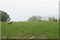 A field of sheep near Broomstreet Farm