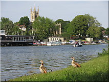 TQ1369 : Egyptian geese by the River Thames upstream of Garrick's Eyot by Mike Quinn