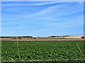 Potato Field by St Cyrus