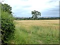 Field of barley near Red Wood