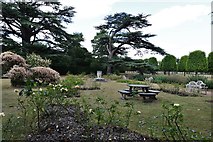 TL8647 : Long Melford, Kentwell Hall and Park: The Cedar Lawn and Rose Garden 2 by Michael Garlick