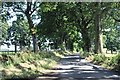 Shady road to Muthill at Straid