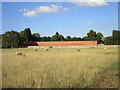 Grazing sheep and wall of former walled garden, Becca Hall