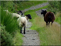 H5371 : Sheep, Bancran by Kenneth  Allen