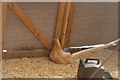 View of a chicken in Deen City Farm