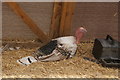 View of a turkey in Deen City Farm