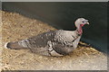 View of a turkey in Deen City Farm #2